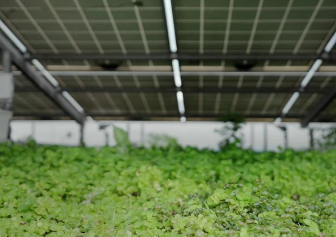 新加坡研究：屋顶绿化搭配太阳能板效能提升1.3%